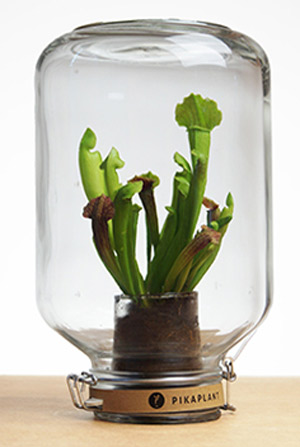 Pikaplant Jar, onderhoudsvrije plant